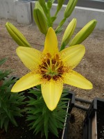 [5038 Yellow Pixels No02.JPG]